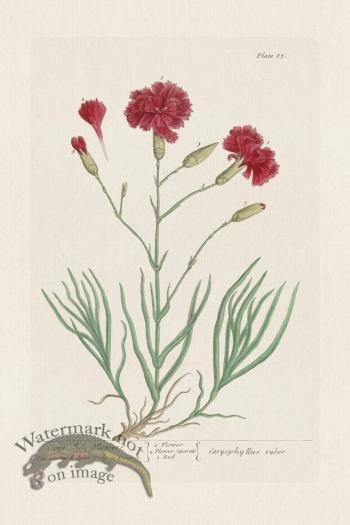 BEE 085 Clove July-Flowers